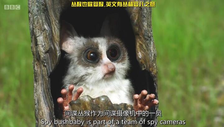 限定视角口碑新片